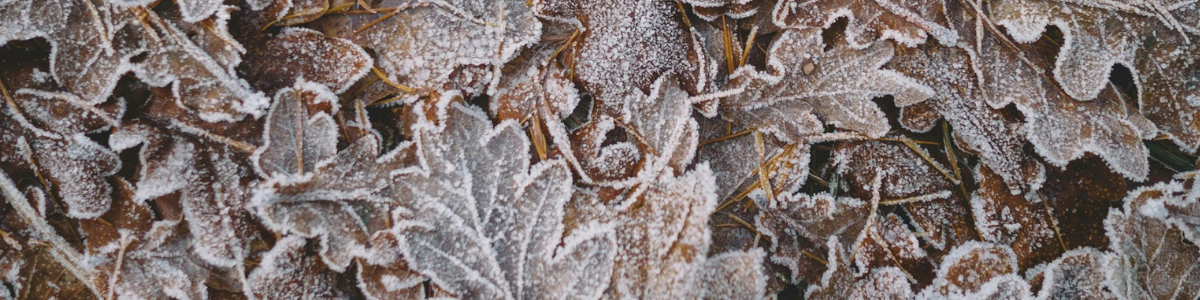 Image of frosty leaves.